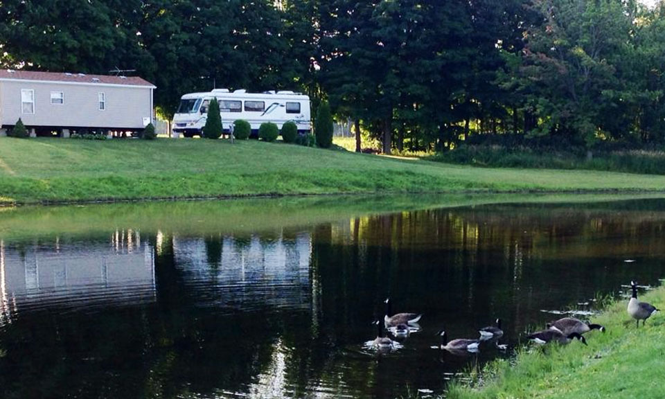 Ducks on the Pond at Pine Lane Campground